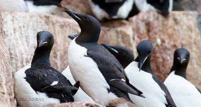 026-Guillemots-de-Brnnich.jpg