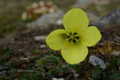 043-Pavot-arctique, emblme du Svalbard.jpg