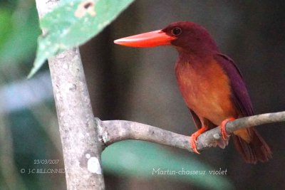 000 Ruddy Kingfisher.jpg