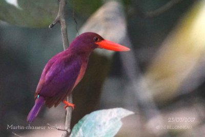 Ruddy Kingfisher.jpg