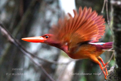 Ruddy Kingfisher.2.JPG