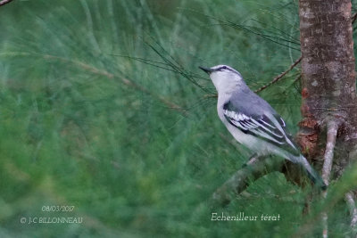 Pied Triller.JPG