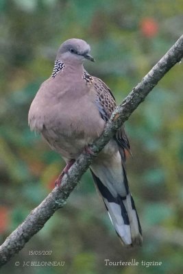 Spotted Dove.1.jpg