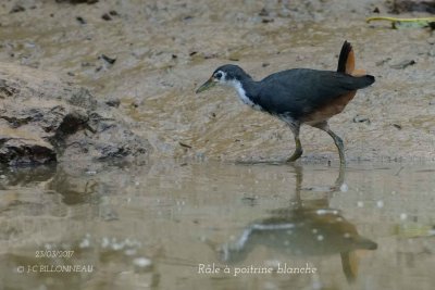 White-breasted Waterhen.jpg