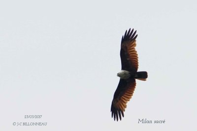 Brahminy Kite.jpg