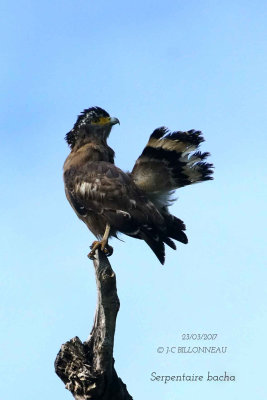 Crested Serpent Eagle.jpg