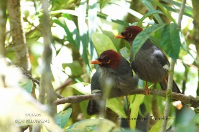 Chesnut-hooded Laughingthrush.1.jpg