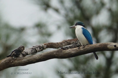 Collared Kingfisher.JPG