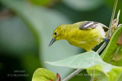 Common Iora female.jpg