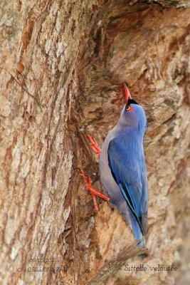 Velvet-fronted Nuthatch.1.jpg