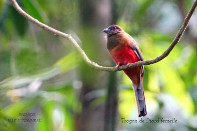 Diard's Trogon female.2.jpg