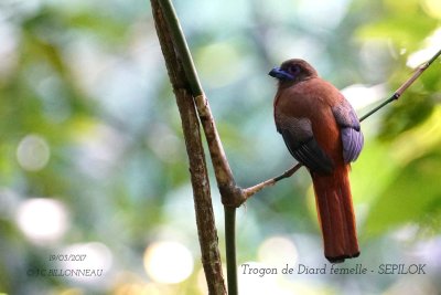 Diard's Trogon female.jpg