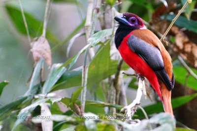 Diard's Trogon male.1.jpg