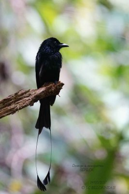 Greater Racket-tailed Drongo.jpg