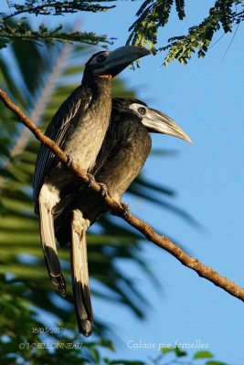 Oriental Pied Hornbill female.jpg