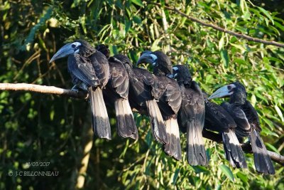 Oriental Pied Hornbill.1.jpg