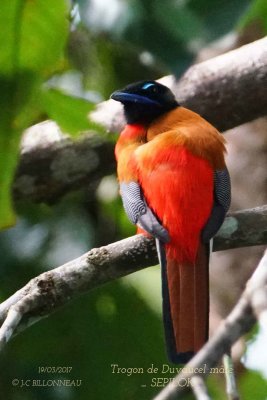 Scarlet-rumped Trogon male.jpg