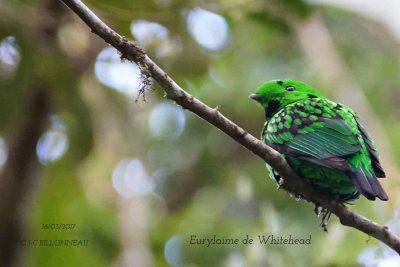 Whitehead's Broadbill.1.jpg