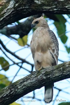 Wallace's Hawk-Eagle.1.jpg