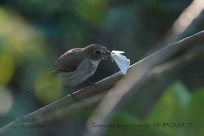 Little Pied Flycatcher female.1.jpg