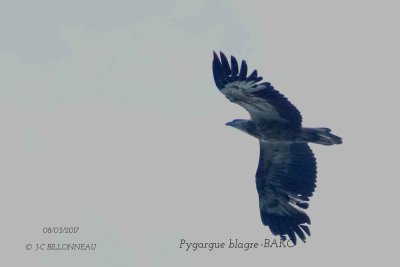 White-bellied Sea Eagle.jpg