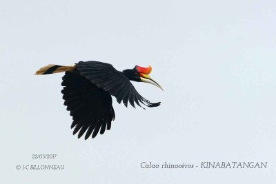 Rhinoceros Hornbill.1.jpg