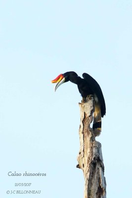 Rhinoceros Hornbill.2.jpg