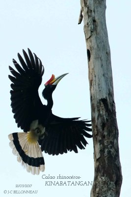 Rhinoceros Hornbill.3.jpg