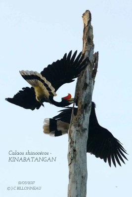 Rhinoceros Hornbill.4.jpg