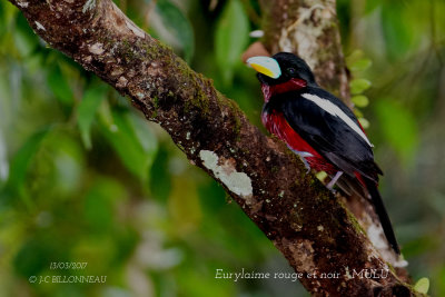 Black-and-red Broadbill.1.JPG