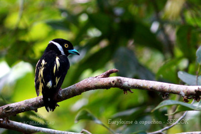 Black-and-yellow Broadbill.JPG