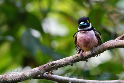 Black-and-yellow Broadbill.1.JPG