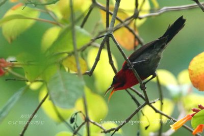 Crimson Sunbird.jpg