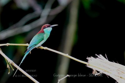 Blue-throated Bee-eater.jpg