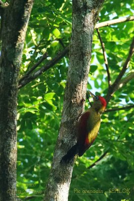 Crimson-winged Woodpecker.jpg