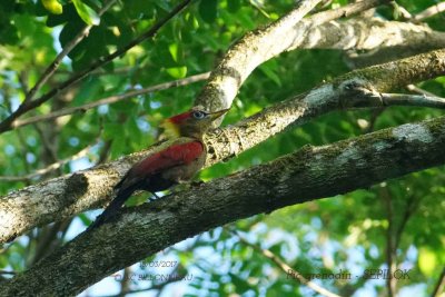 Crimson-winged Woodpecker.1.jpg