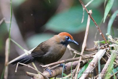 Fluffy-backed Tit-Babbler.jpg