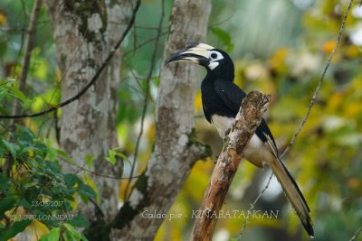 Oriental Pied Hornbill.2.jpg