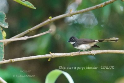 White-throated Fantail.jpg