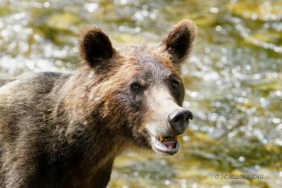 033-Grizzly.jpg