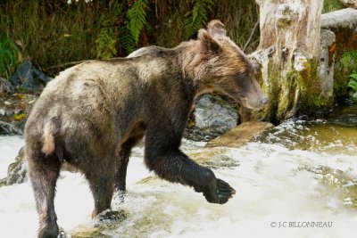 035-Grizzly.jpg