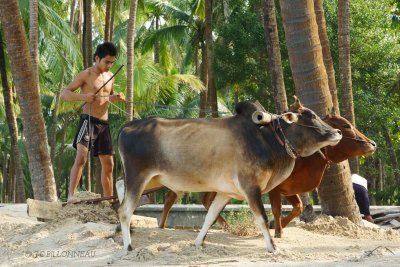 116-Ngapali.jpg