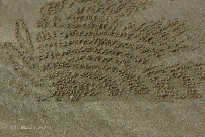 124-Travail-du-crabe-de-pla.jpg