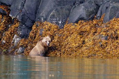 043 Grizzly  la pche aux moules.jpg