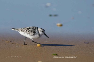 009 Sanderling.jpg