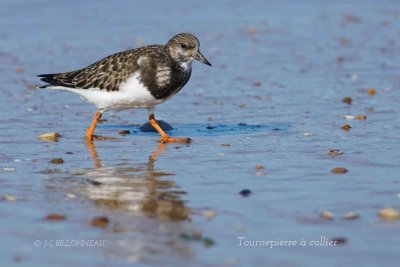 015 Ruddy Turnstone.jpg