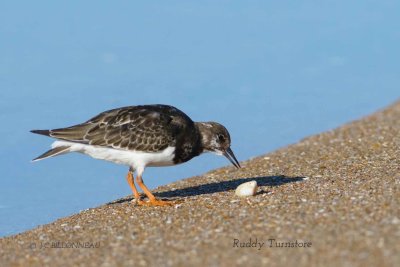 019 Ruddy Turnstone.jpg