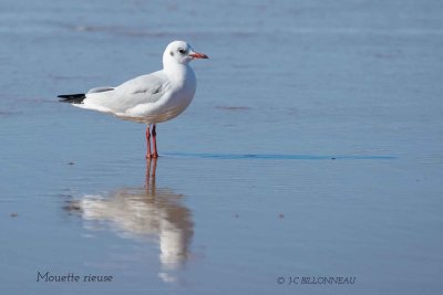 040-Black-headed-Gull.jpg