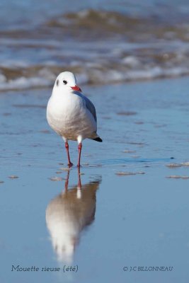 041-Black-headed-Gull.jpg