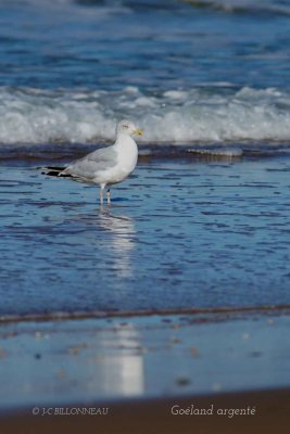 043-European-Herring-Gull.jpg